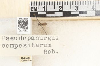 Media type: image;   Entomology 775827 Aspect: Labels